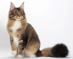 mainecoon