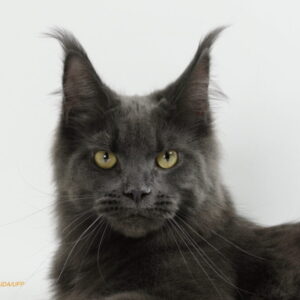 Chatile Sora Charmante